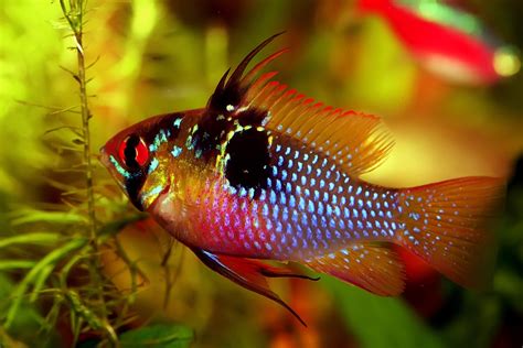 ram fish care|German Blue Ram: Care, Diet, Lifespan, and  .